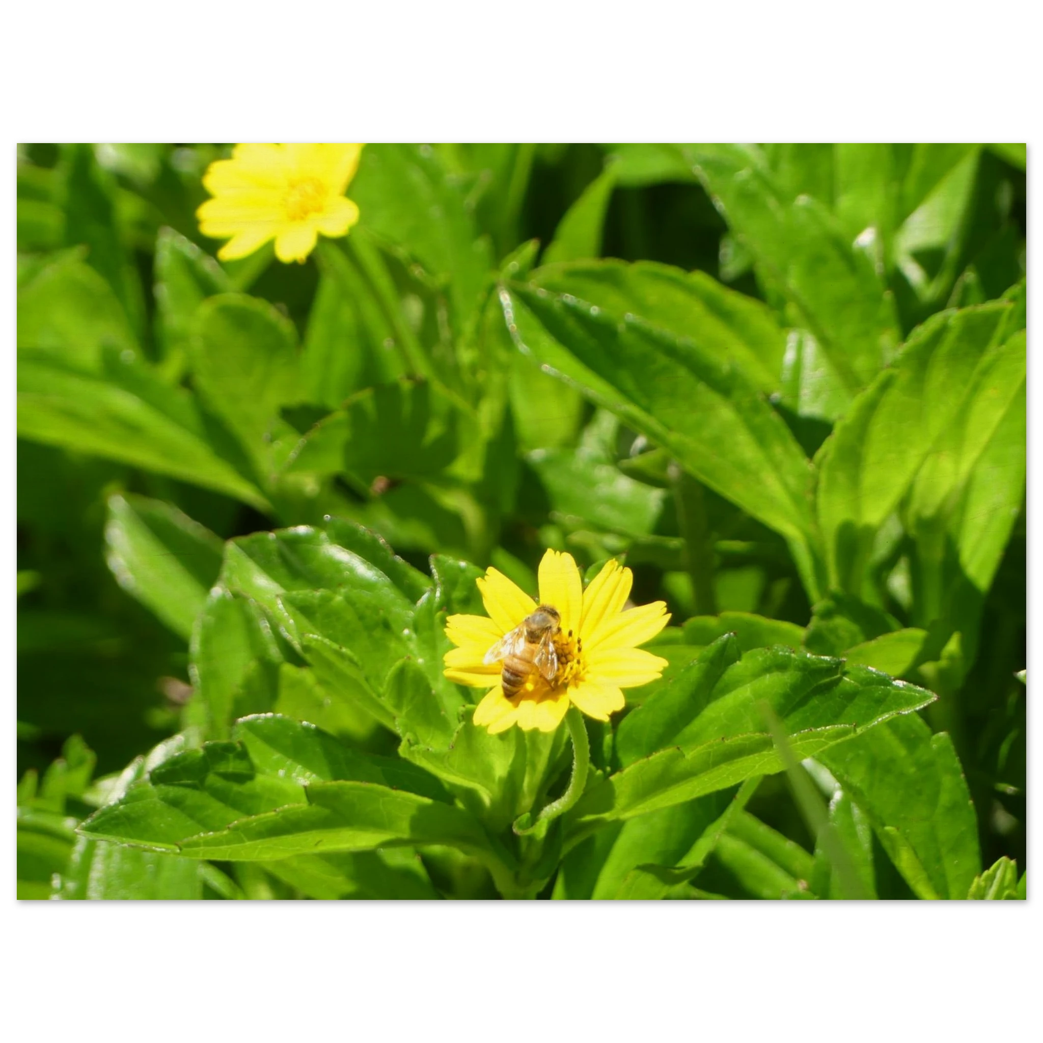 623483a6-01d0-4980-8a06-c521c2855dee